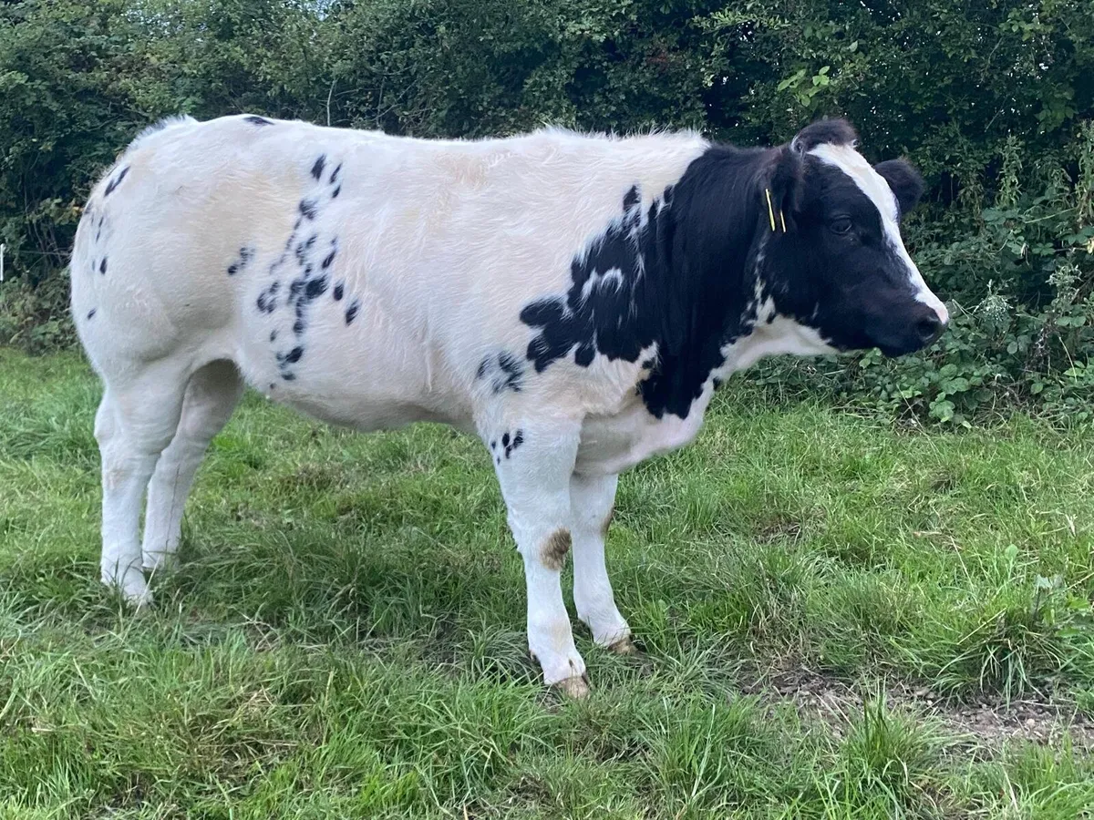 Breeding show heifer roscommon mart - Image 1