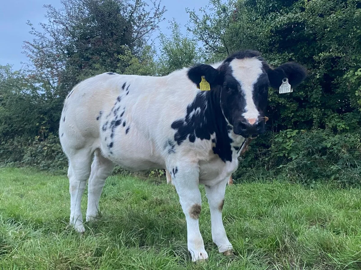 Breeding show heifer roscommon mart - Image 2