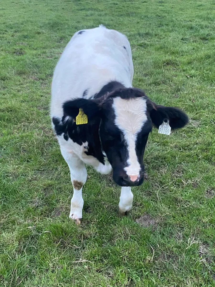 Breeding show heifer roscommon mart - Image 3