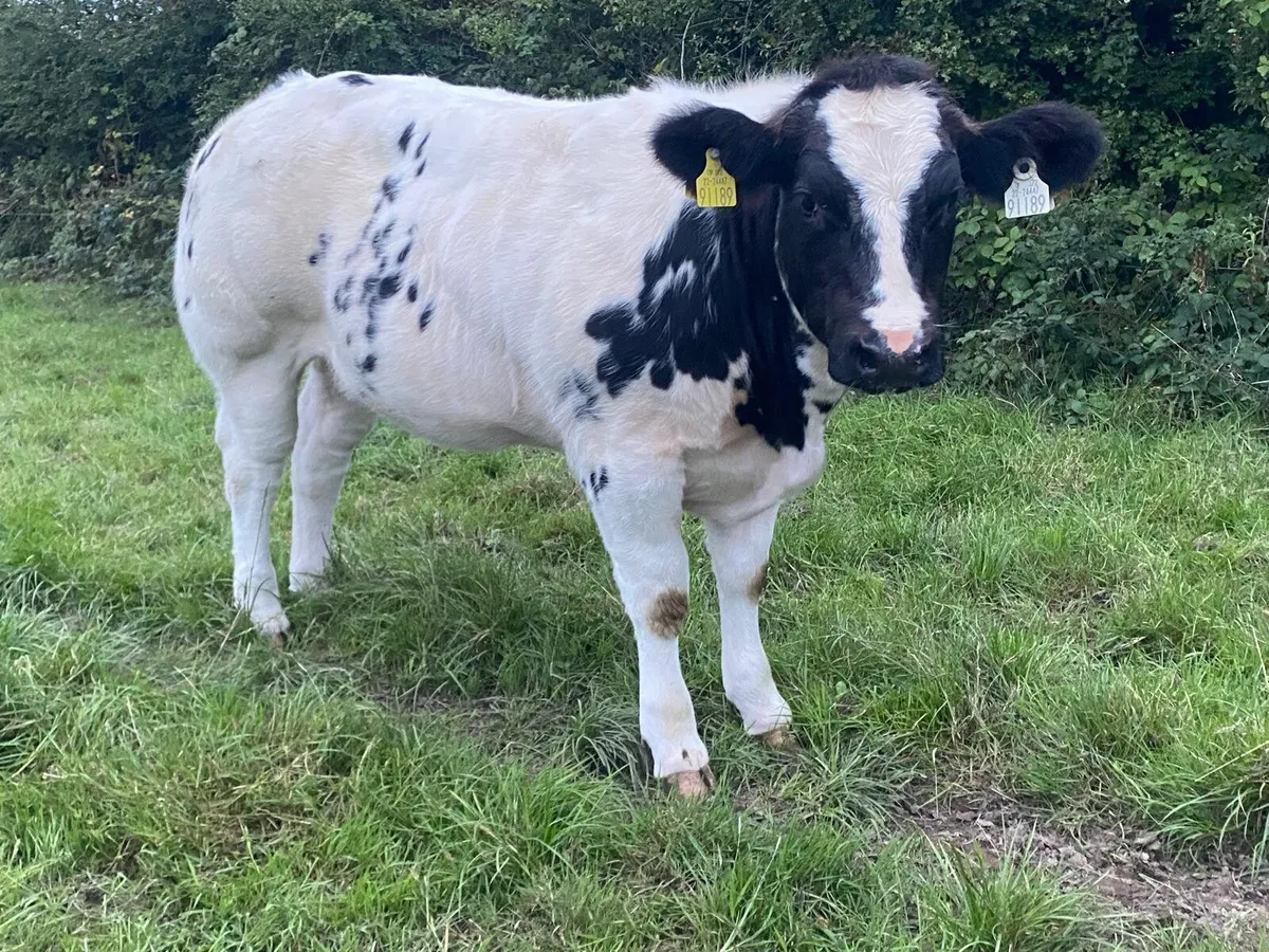 Breeding show heifer roscommon mart - Image 4