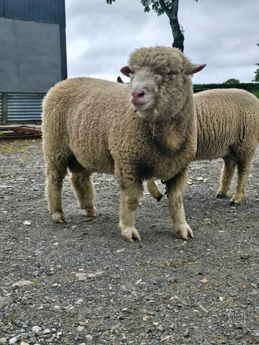 PB Dorset Ram Lambs - Image 2