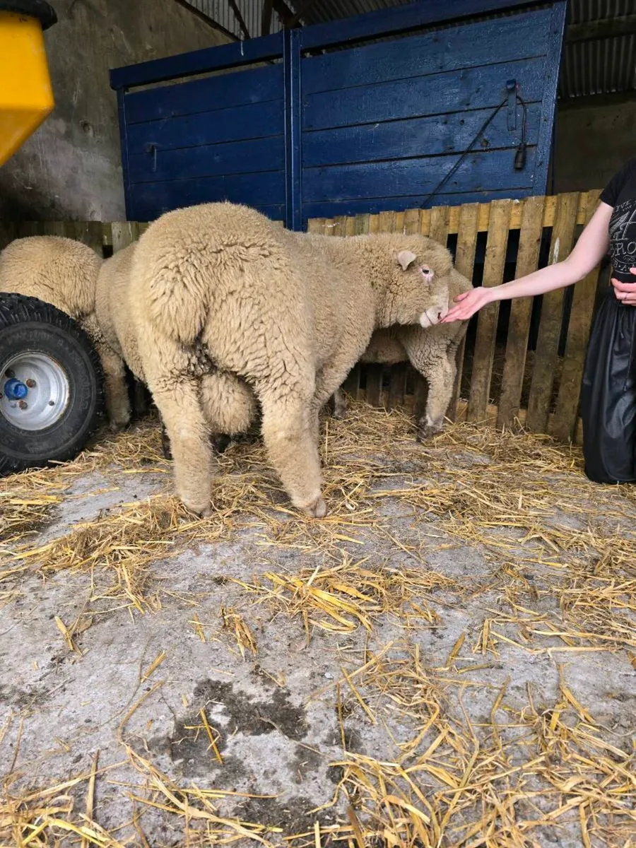 PB Dorset Ram Lambs - Image 3