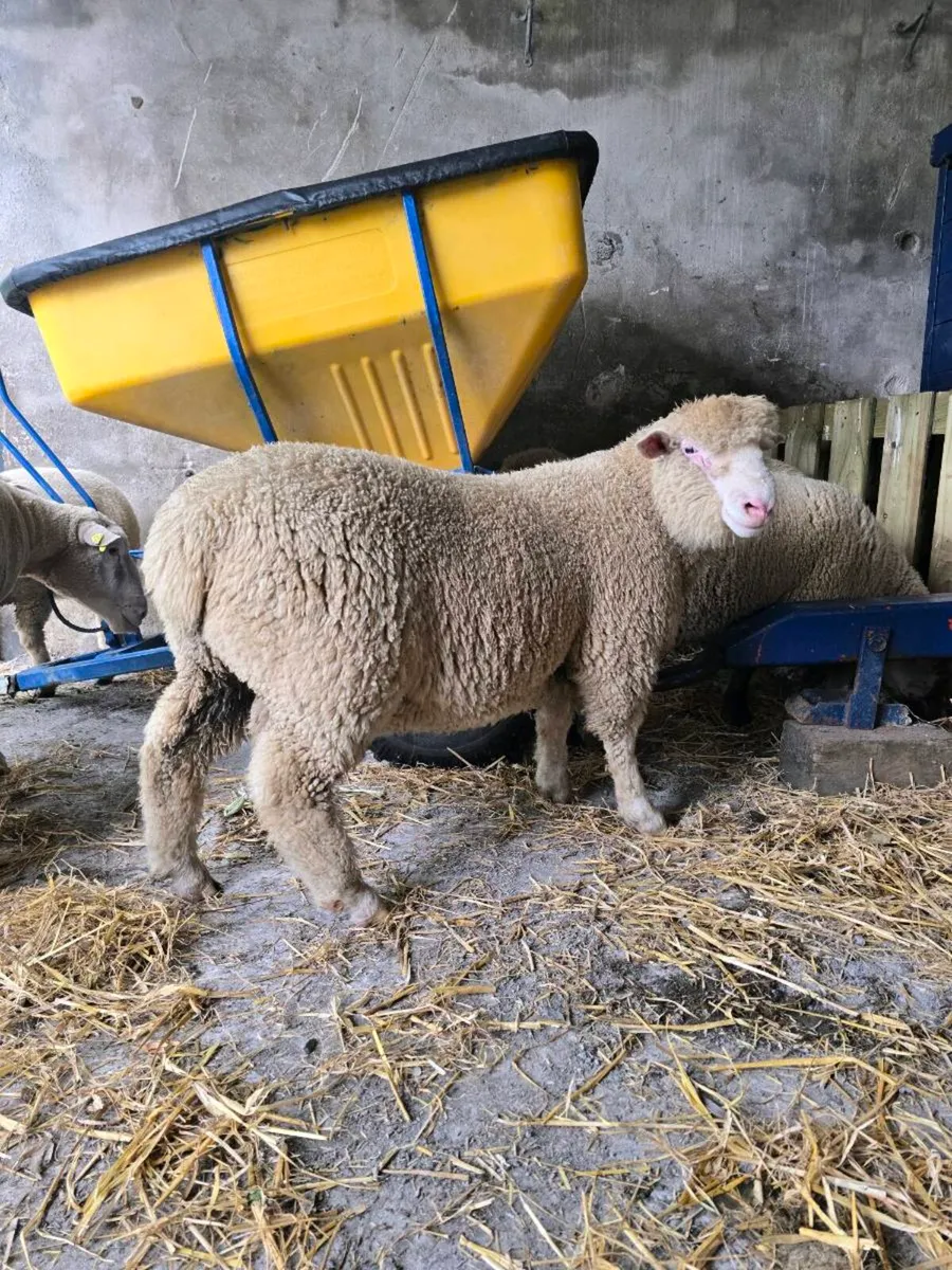 PB Dorset Ram Lambs - Image 4