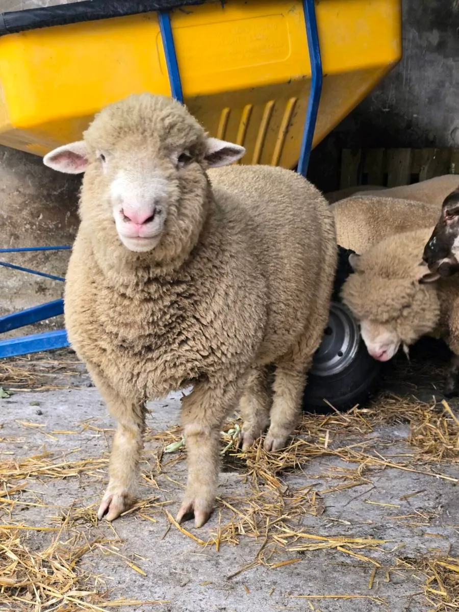 PB Dorset Ram Lambs - Image 1