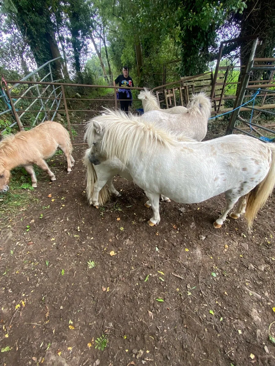 Shetland mares and foals - Image 2