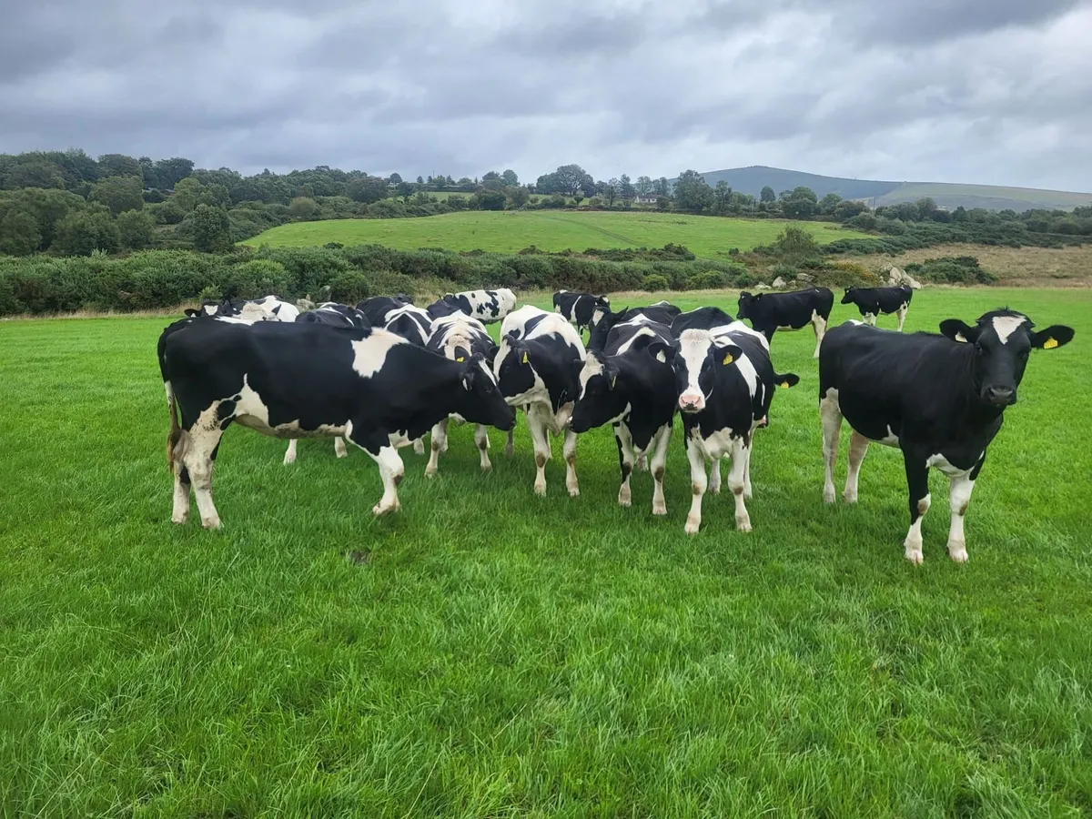 Pbr in calf heifers