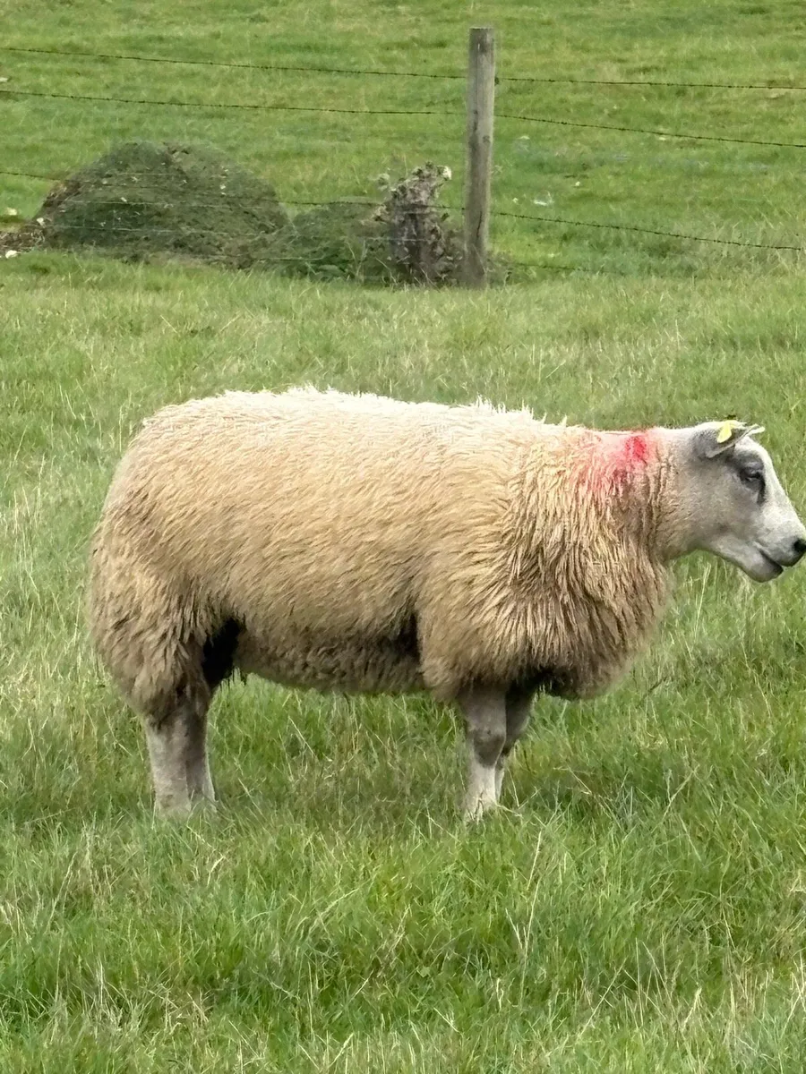* Purebred Blue Texel Ram Lambs * - Image 1