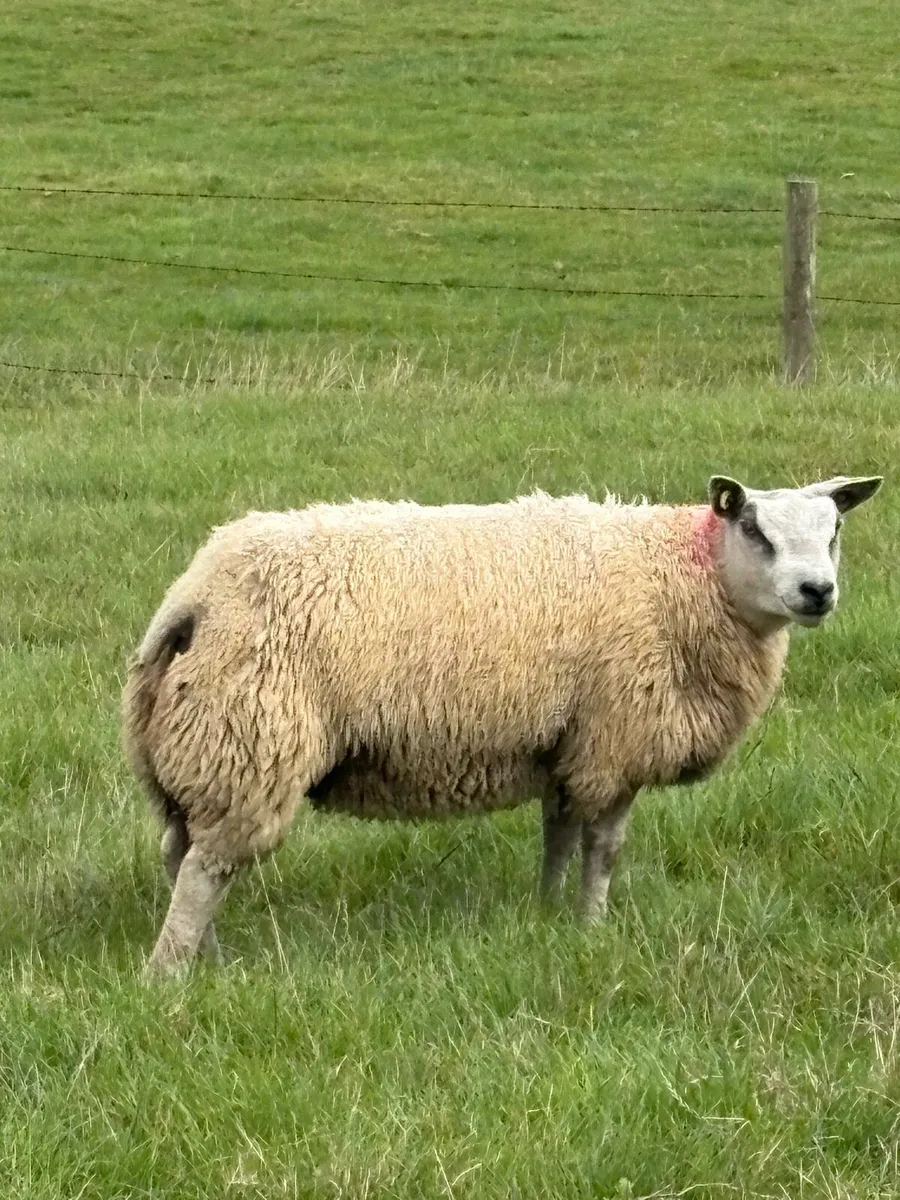 * Purebred Blue Texel Ram Lambs * - Image 2