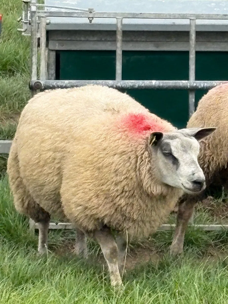 * Purebred Blue Texel Ram Lambs * - Image 3