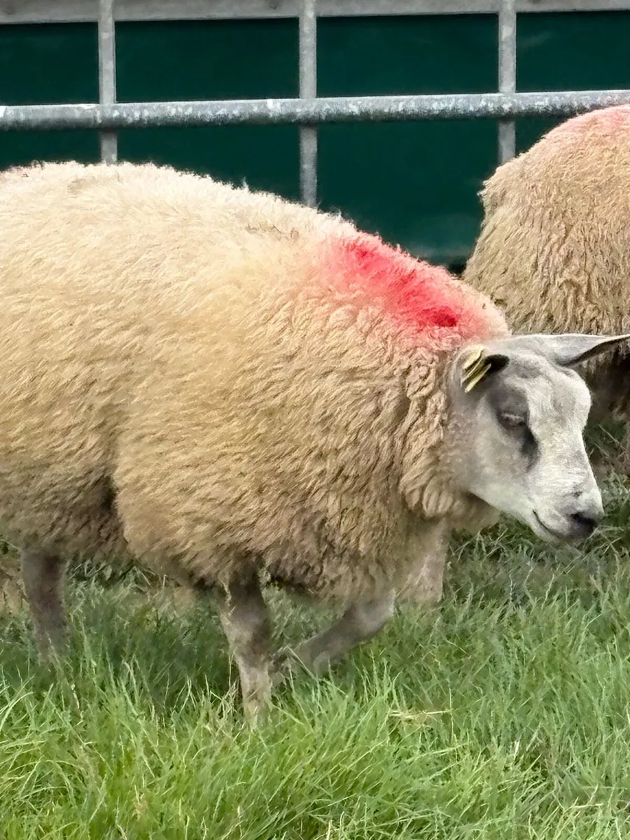 * Purebred Blue Texel Ram Lambs * - Image 4