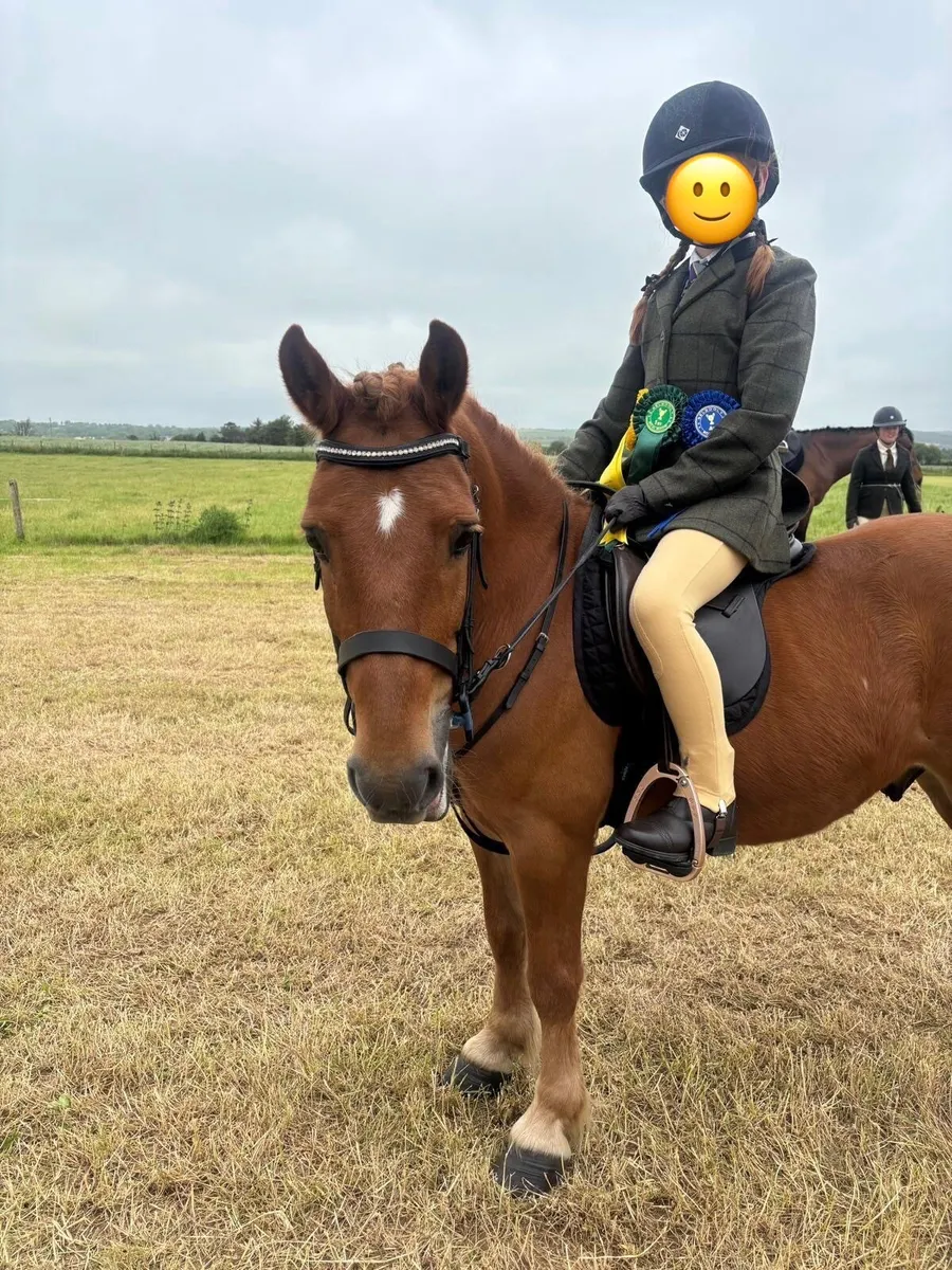 Pony - Image 3