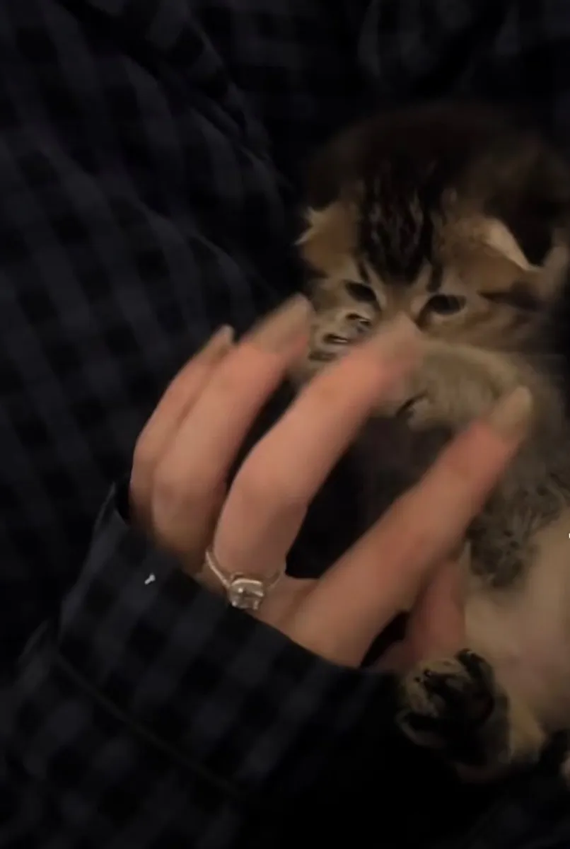 Cat - Image 1