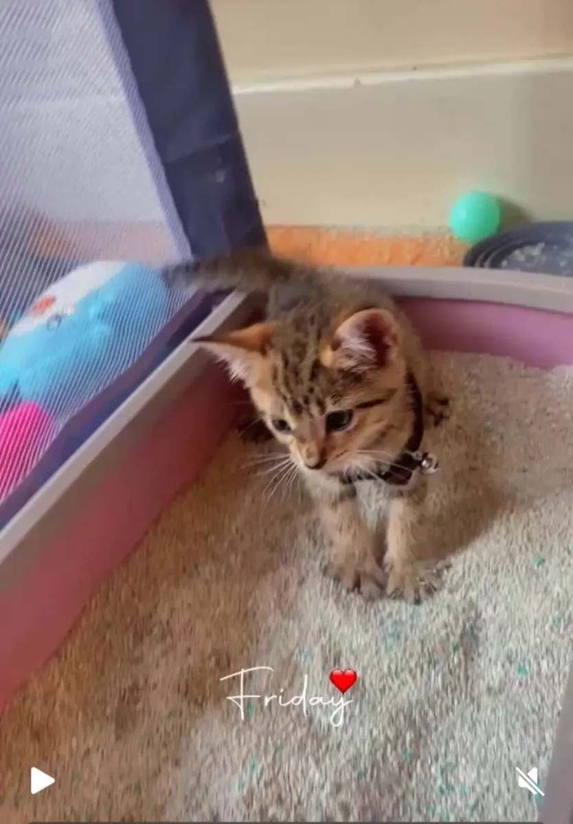 Cat - Image 2