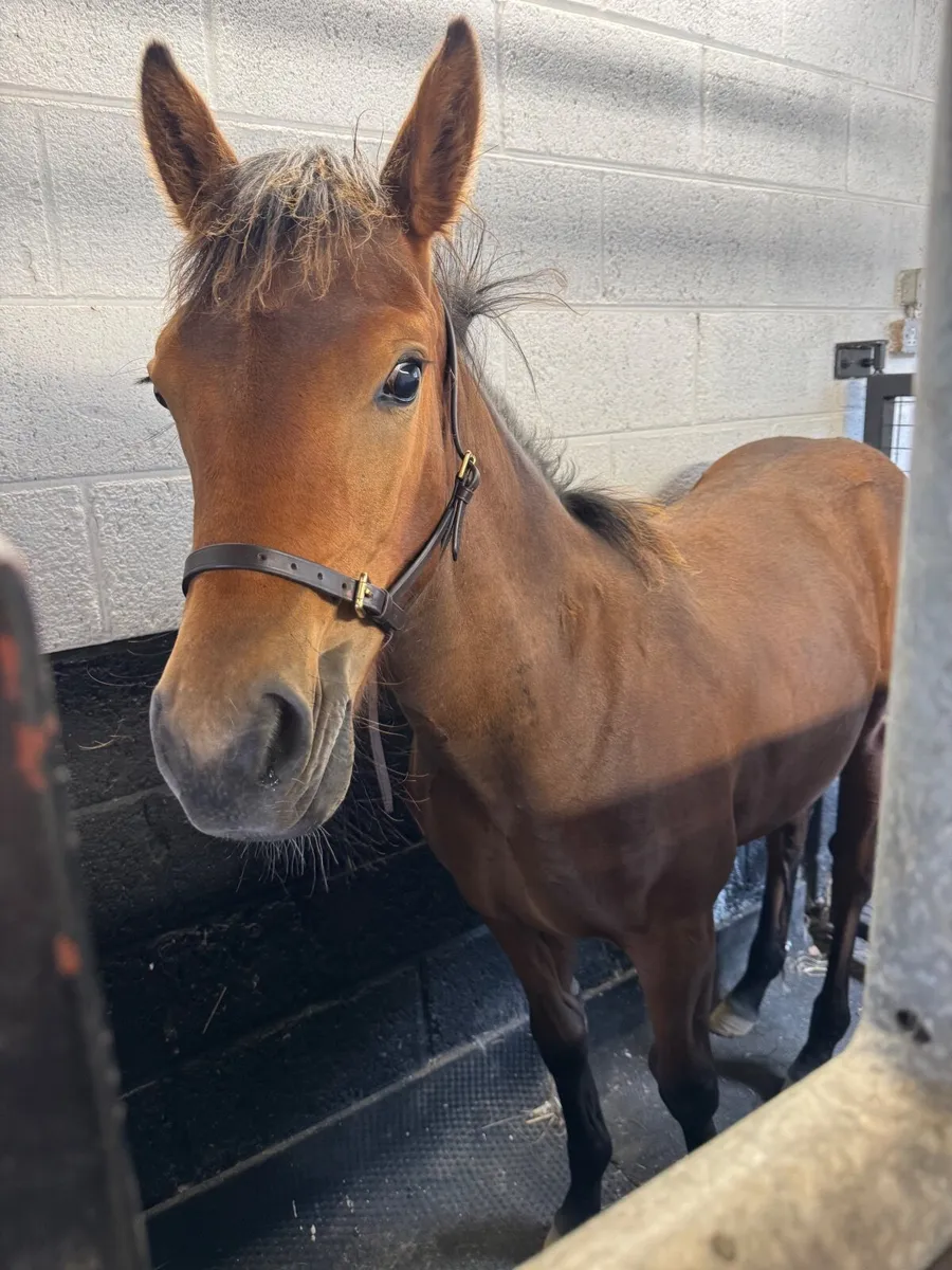 Connemara x ISH Performance Filly - Image 4