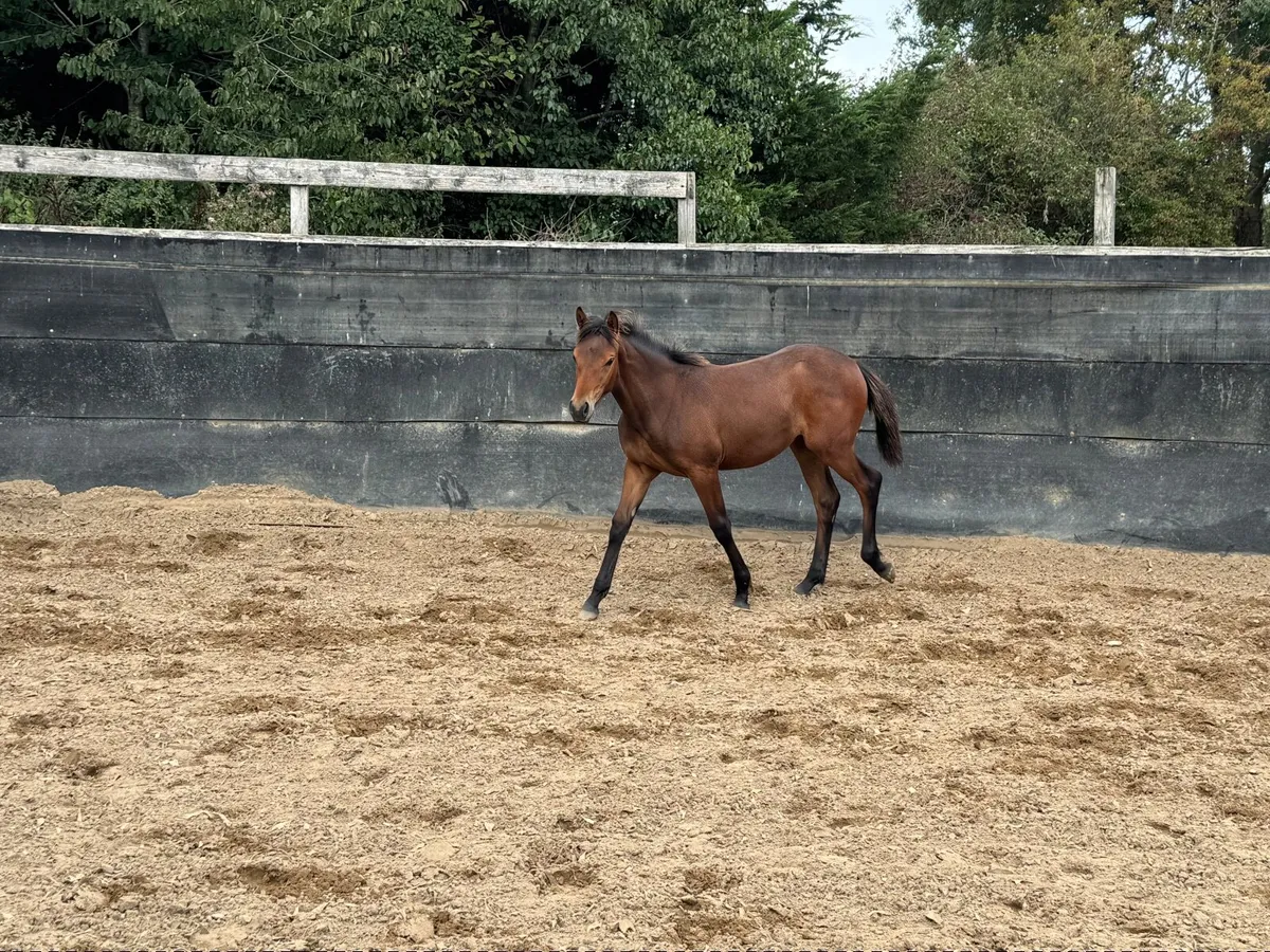 Connemara x ISH Performance Filly - Image 3