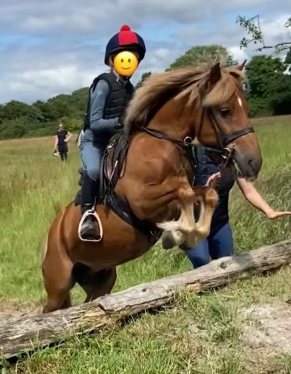 Pony - Image 4