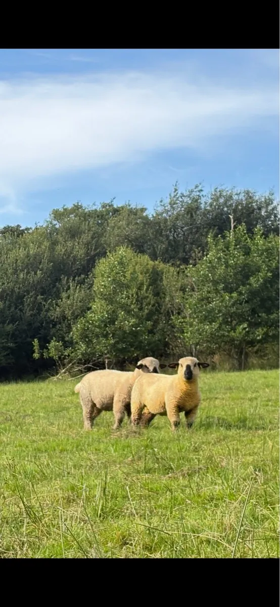 Registered Hampshire down rams - Image 1