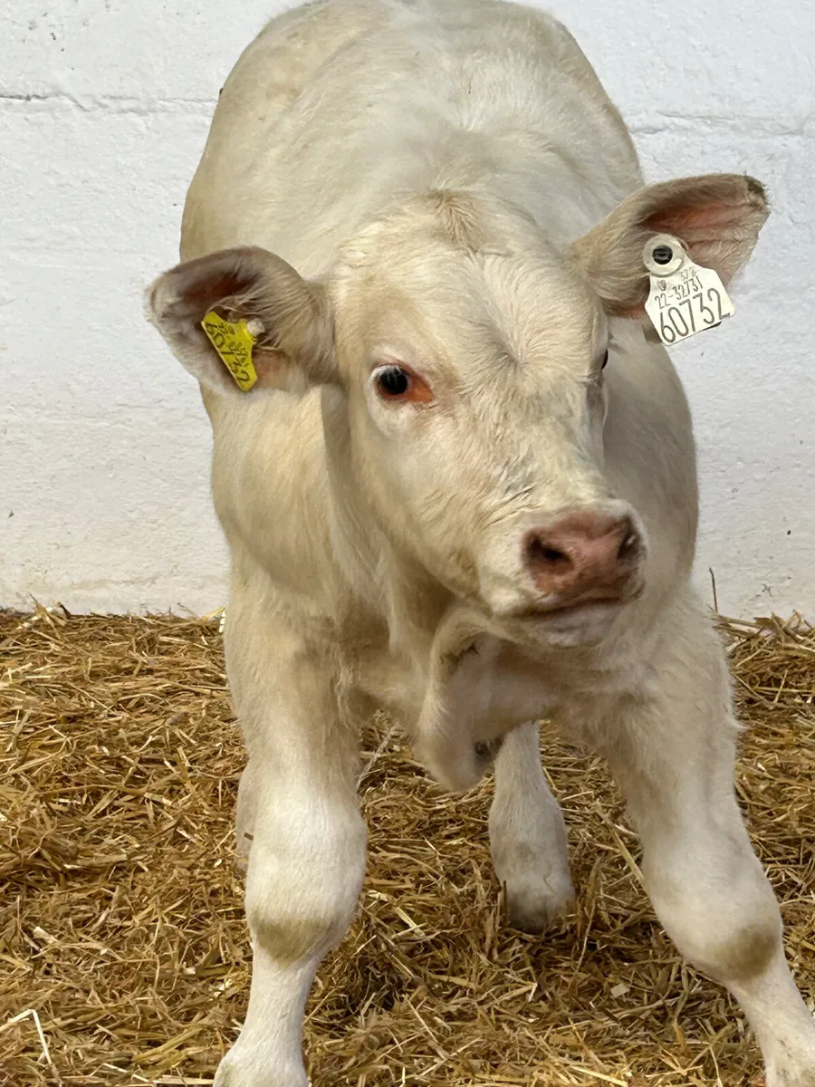 TOP QUALITY SUCK CALVES AND RUNNERS - Image 1