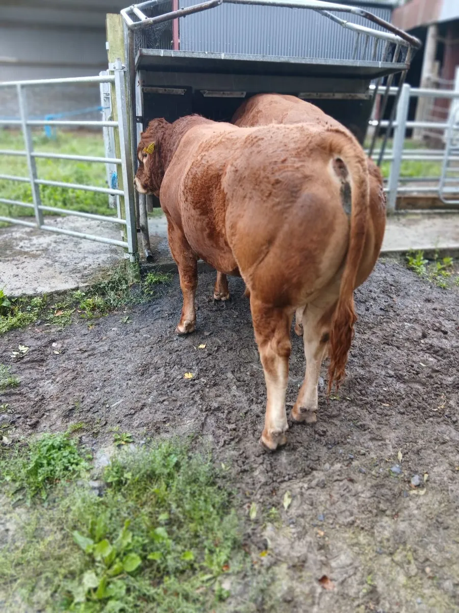 Pedigree limousin bulls for heifers - Image 1