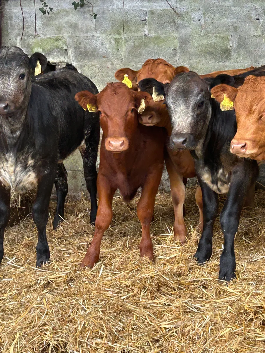 TOP QUALITY SUCK CALVES AND RUNNERS - Image 2