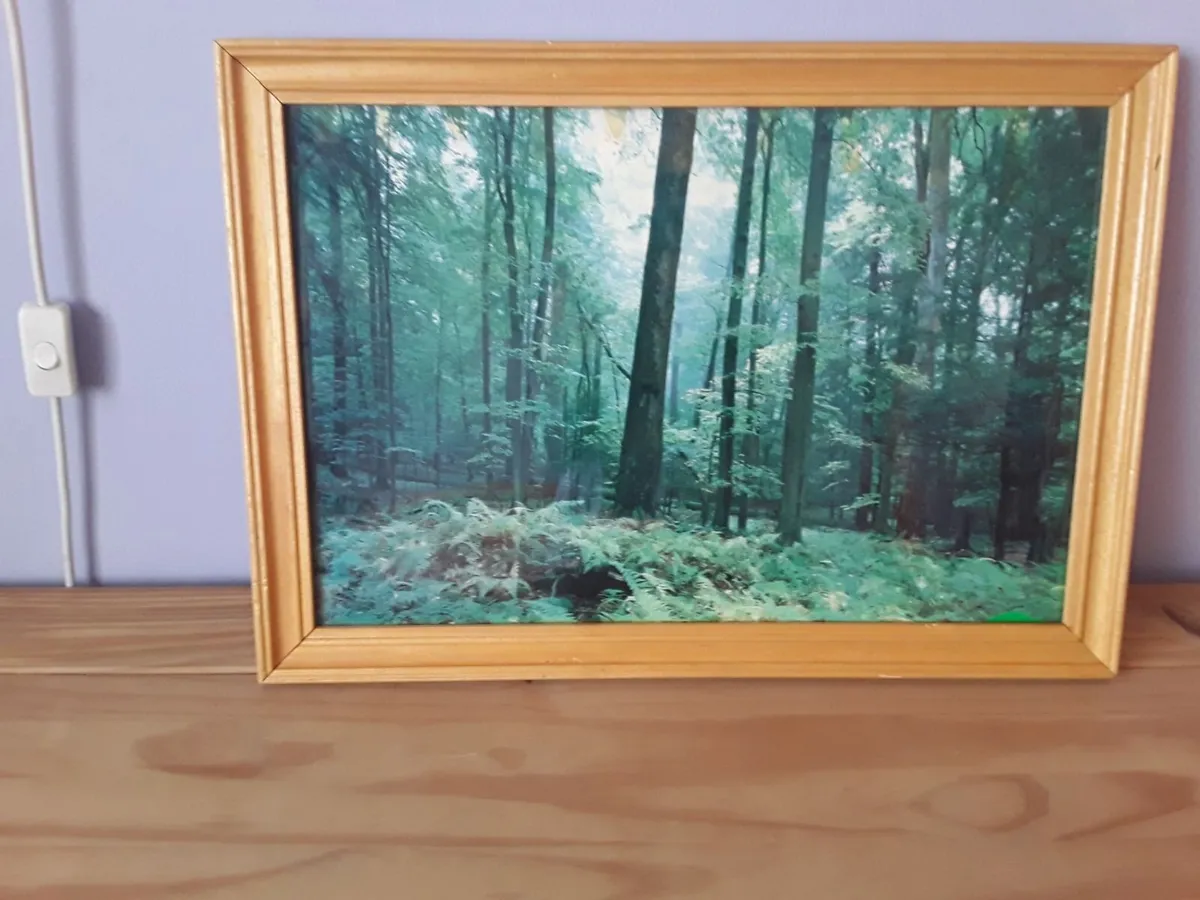 Lovely picture of a forest - Image 3