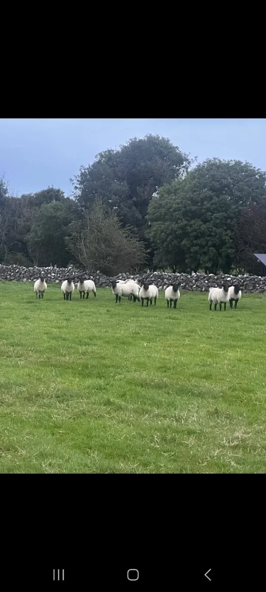 Suffolk Ewe Hoggets - Image 1