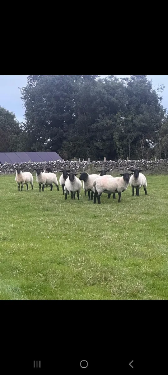 Suffolk Ewe Hoggets - Image 2