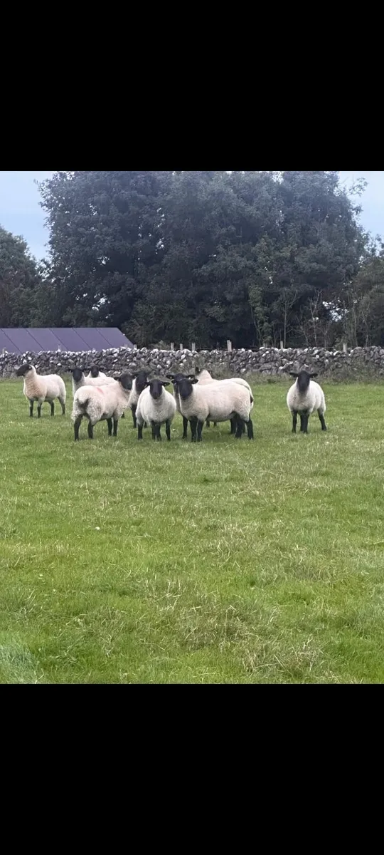 Suffolk Ewe Hoggets - Image 3