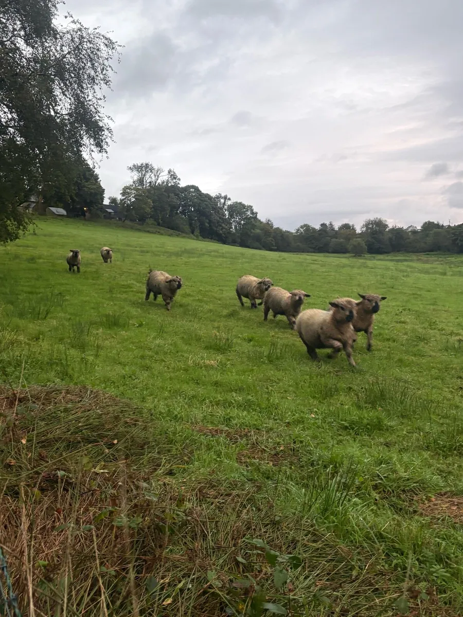 Registered Hampshire down rams - Image 2
