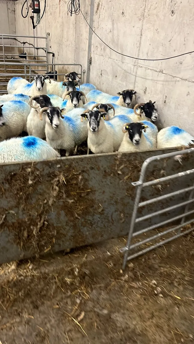Full and broken ewes