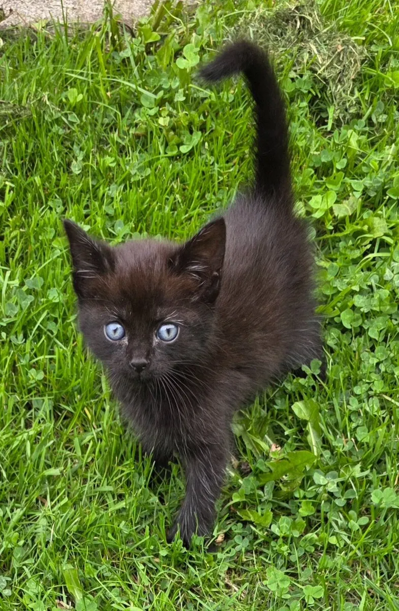 kitten kittens  available 7th september - Image 1