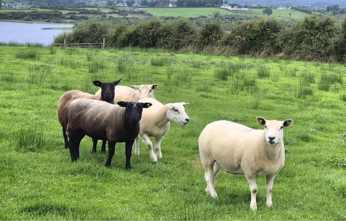 Hoggets - Image 1