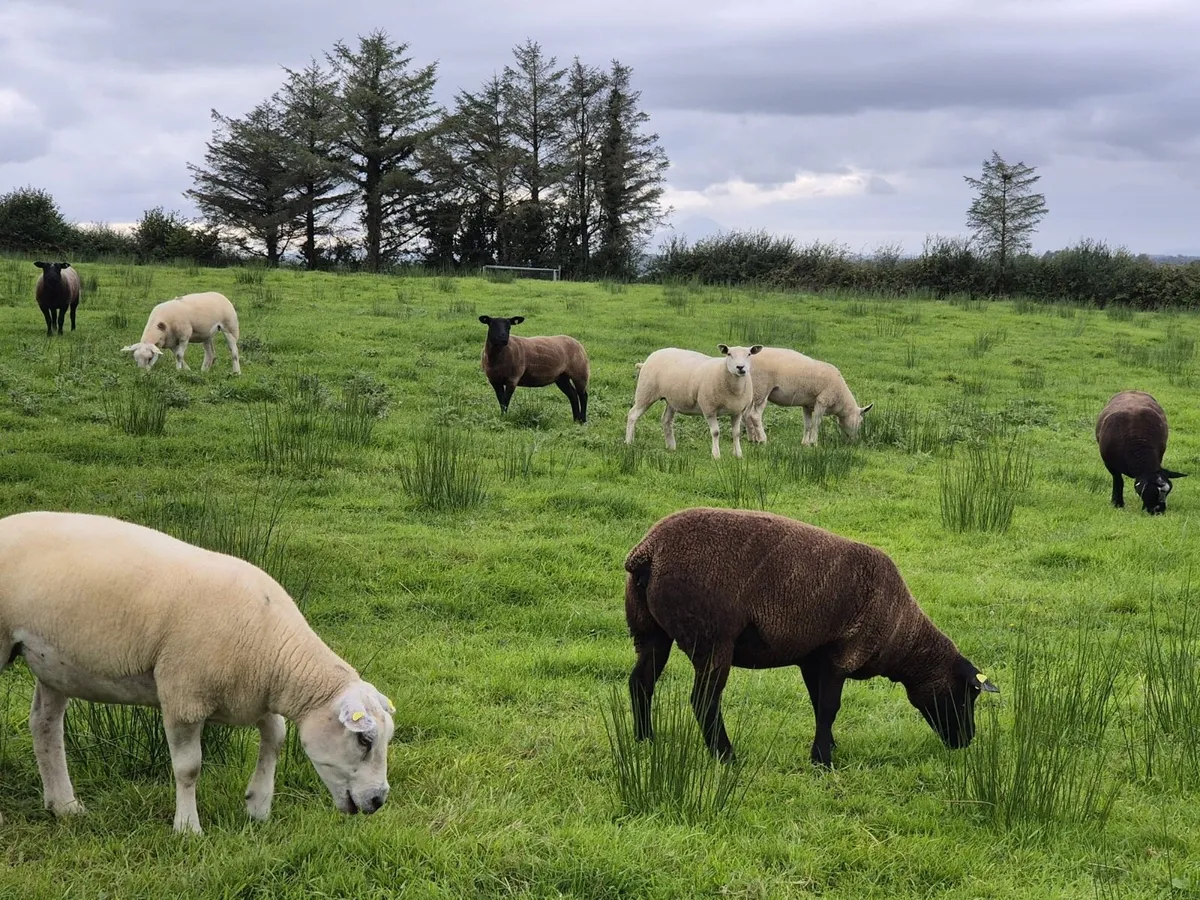 Hoggets - Image 2