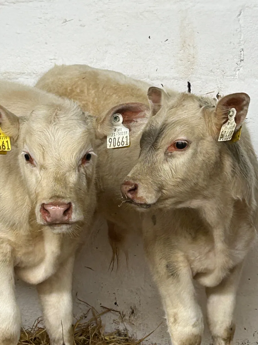 TOP QUALITY CALVES BOTH BULLS AND HEIFERS - Image 1