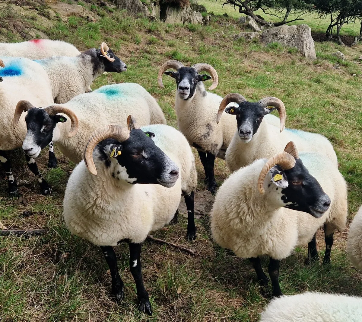 Lanark Hogget Ewes - Image 1