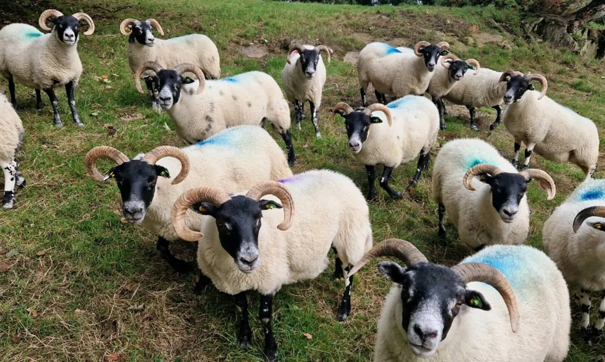 Lanark Hogget Ewes - Image 3
