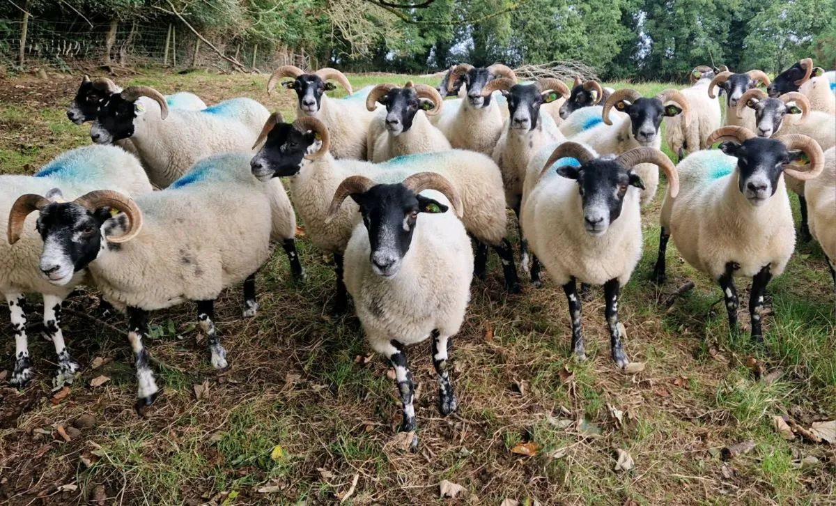 Lanark Hogget Ewes - Image 4