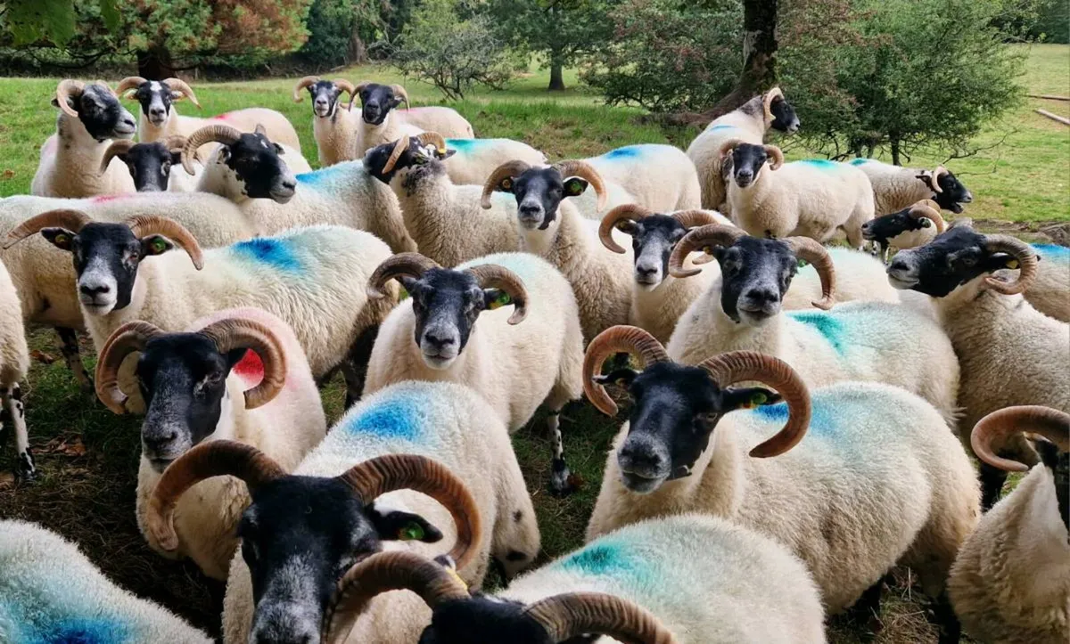 Lanark Hogget Ewes - Image 2