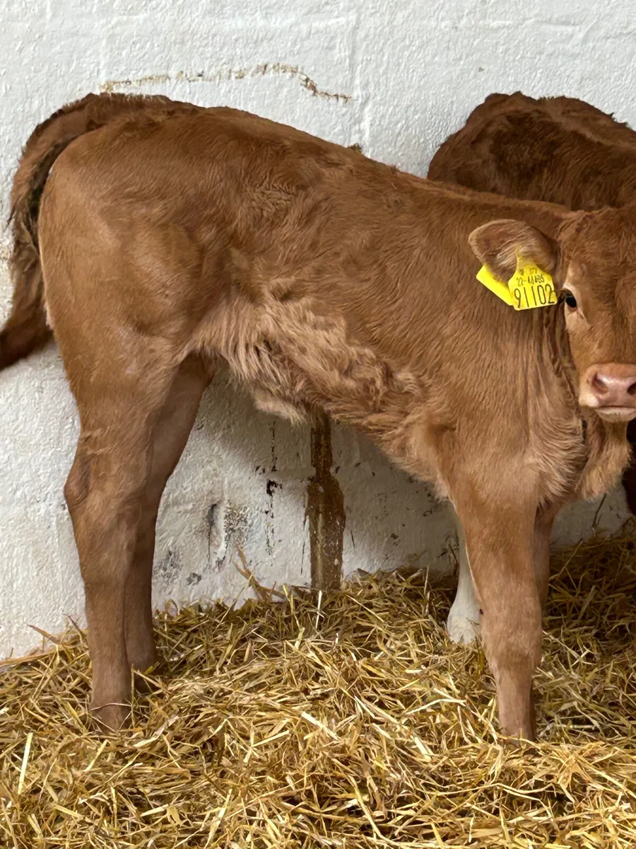 TOP QUALITY CALVES BOTH BULLS AND HEIFERS - Image 2