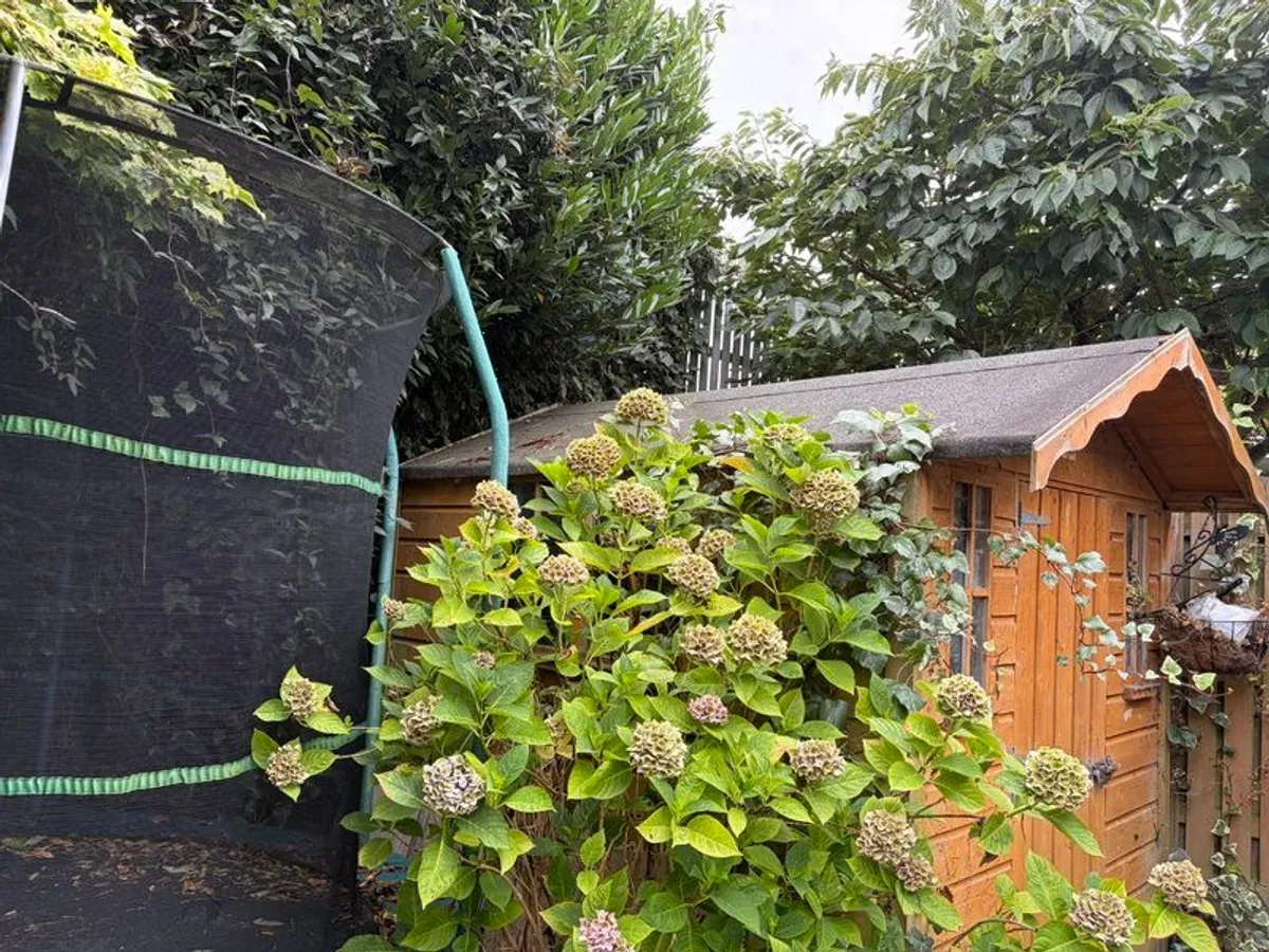 Shed 8ft x 6ft - Image 2