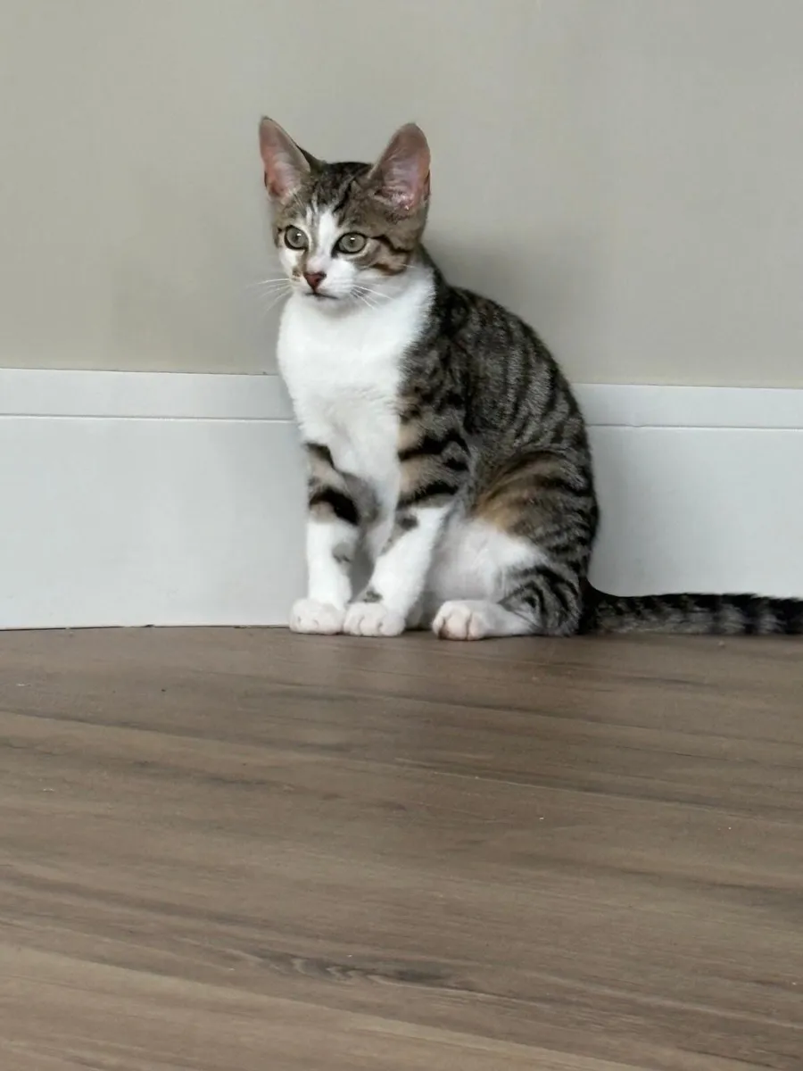 Beautiful 4-Month-Old Kittens Looking for Loving H - Image 1