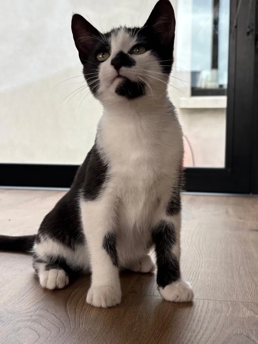 Beautiful 4-Month-Old Kittens Looking for Loving H - Image 3