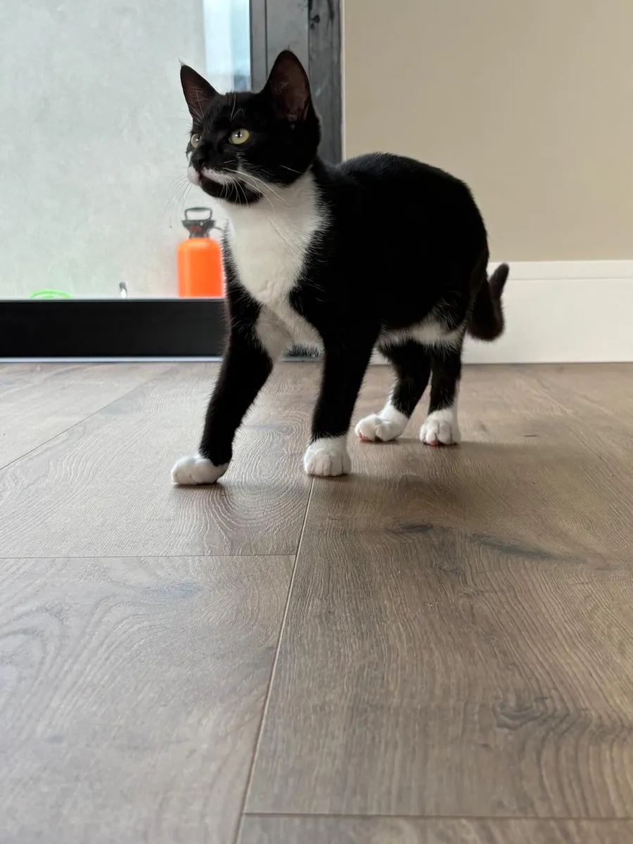 Beautiful 4-Month-Old Kittens Looking for Loving H - Image 2