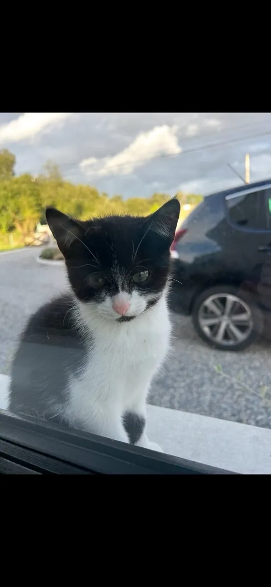 Beautiful 4-Month-Old Kittens Looking for Loving H - Image 4
