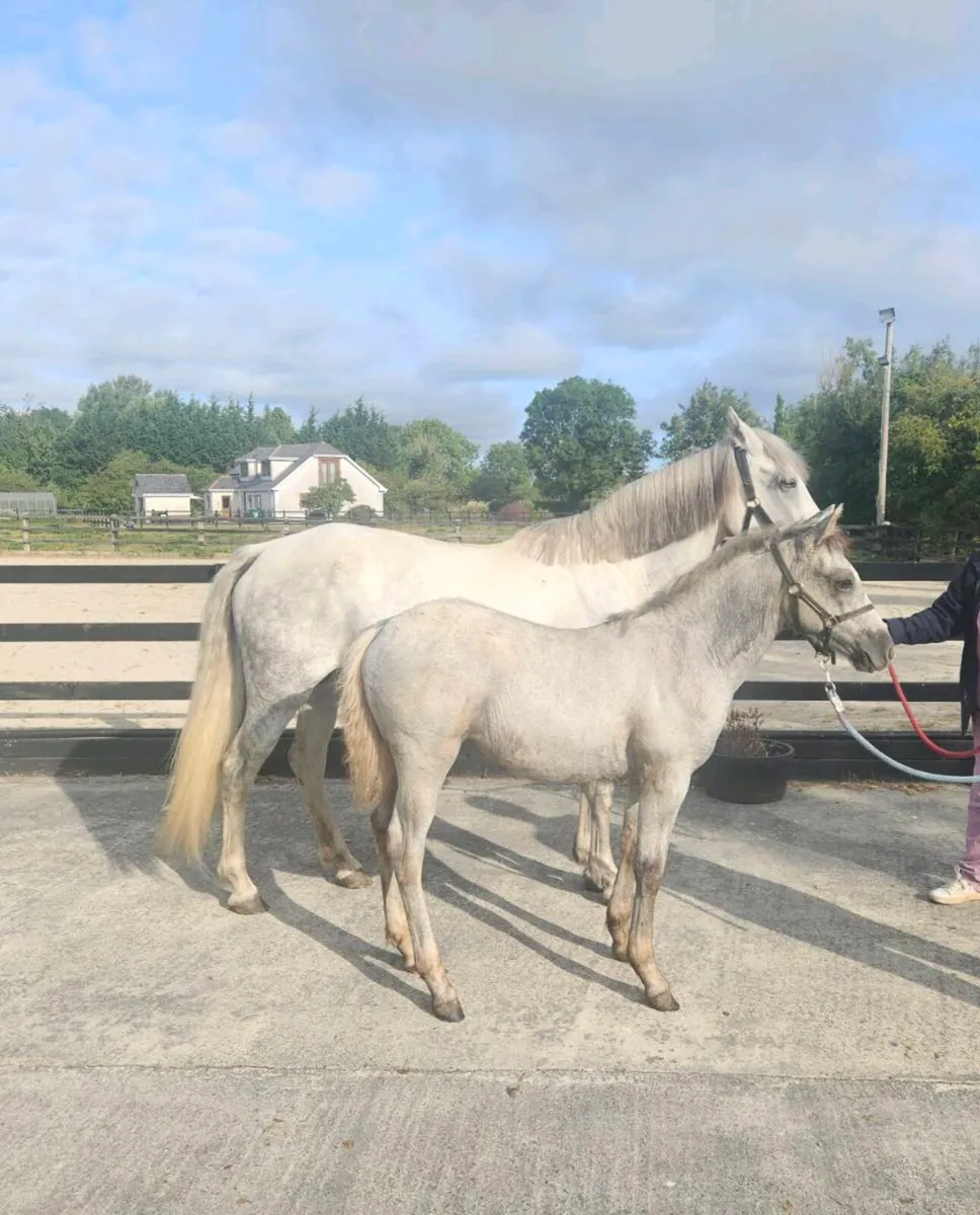 Connemara Foals - Image 1