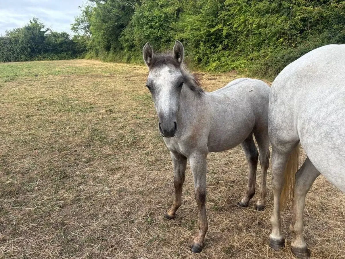 Connemara Foals - Image 2