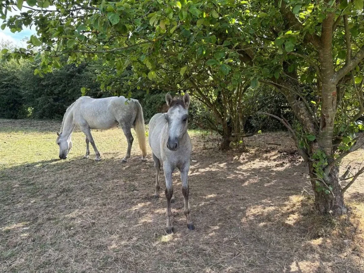 Connemara Foals - Image 3