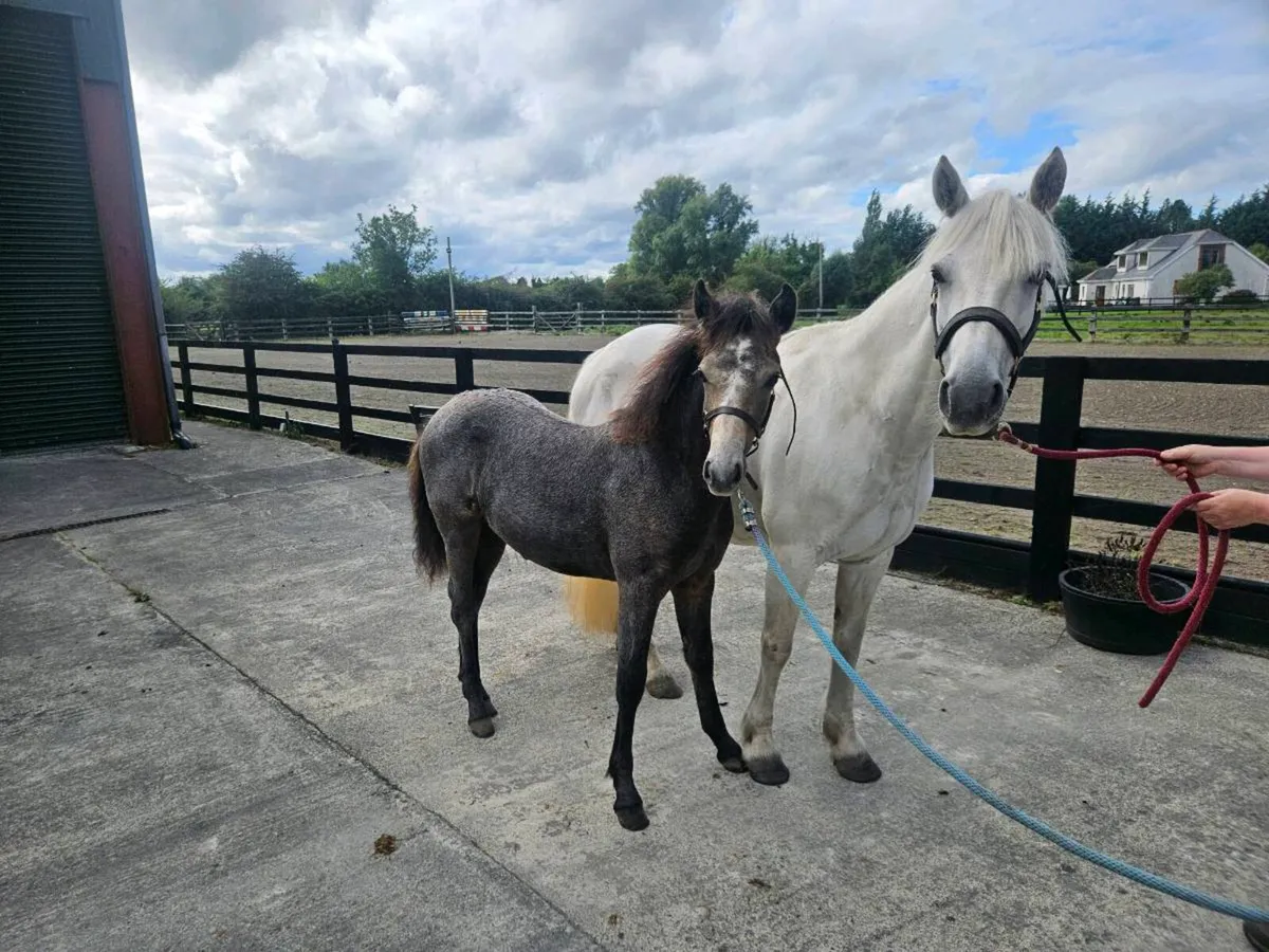 Connemara Colt Foal - Image 3