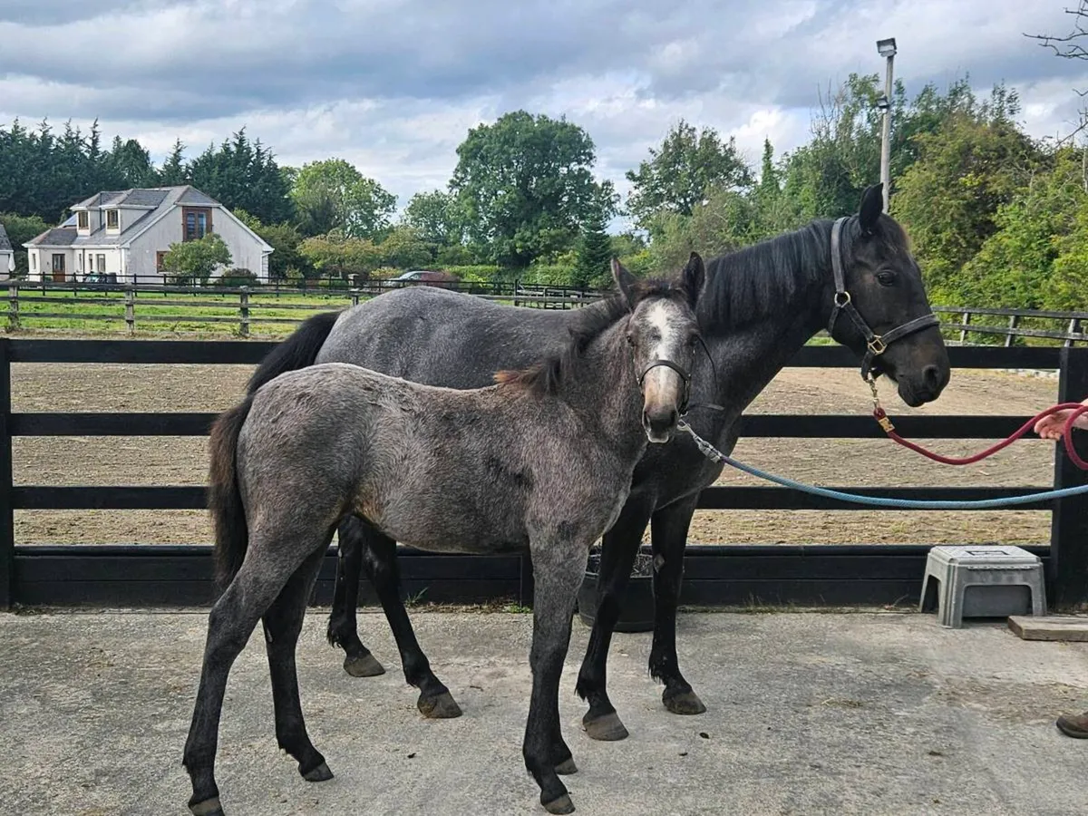 Connemara Foals - Image 4