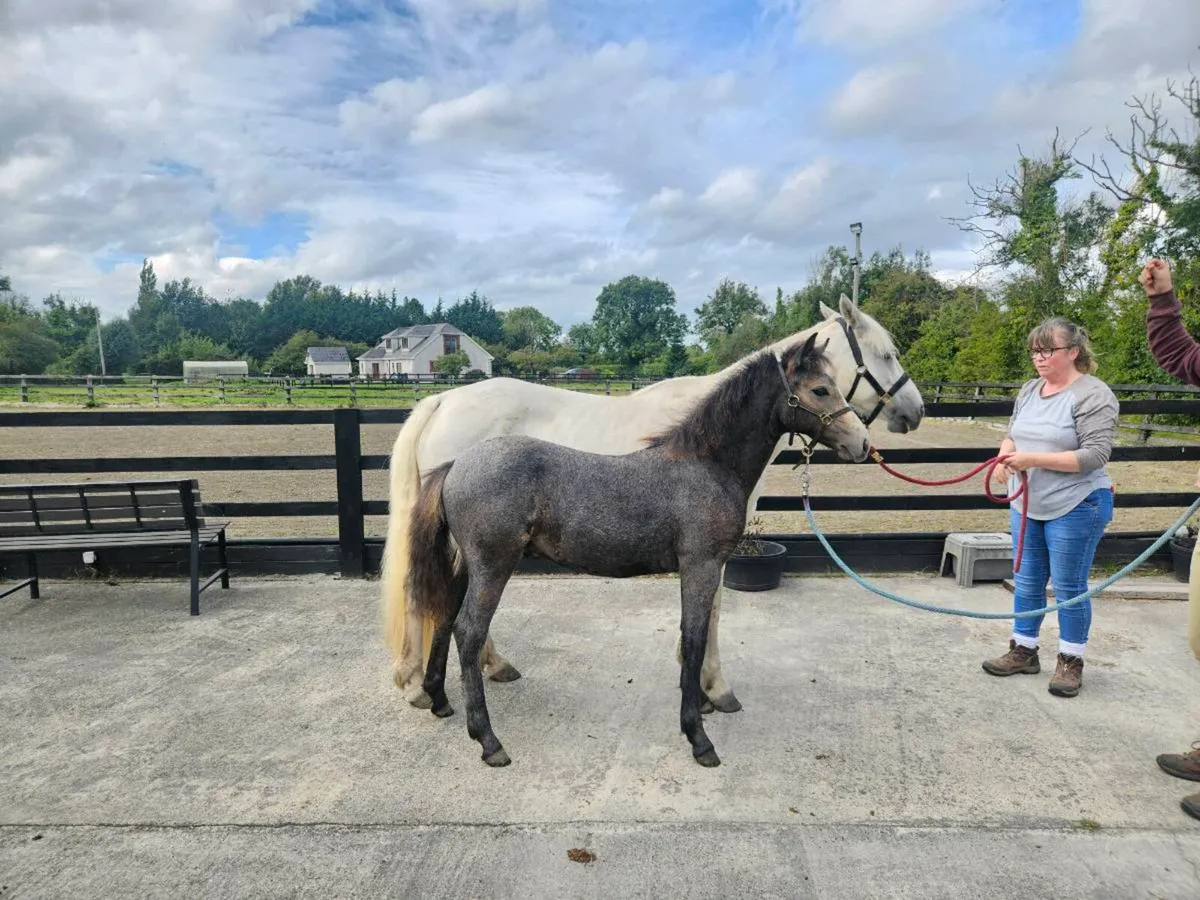 Connemara Colt Foal - Image 2